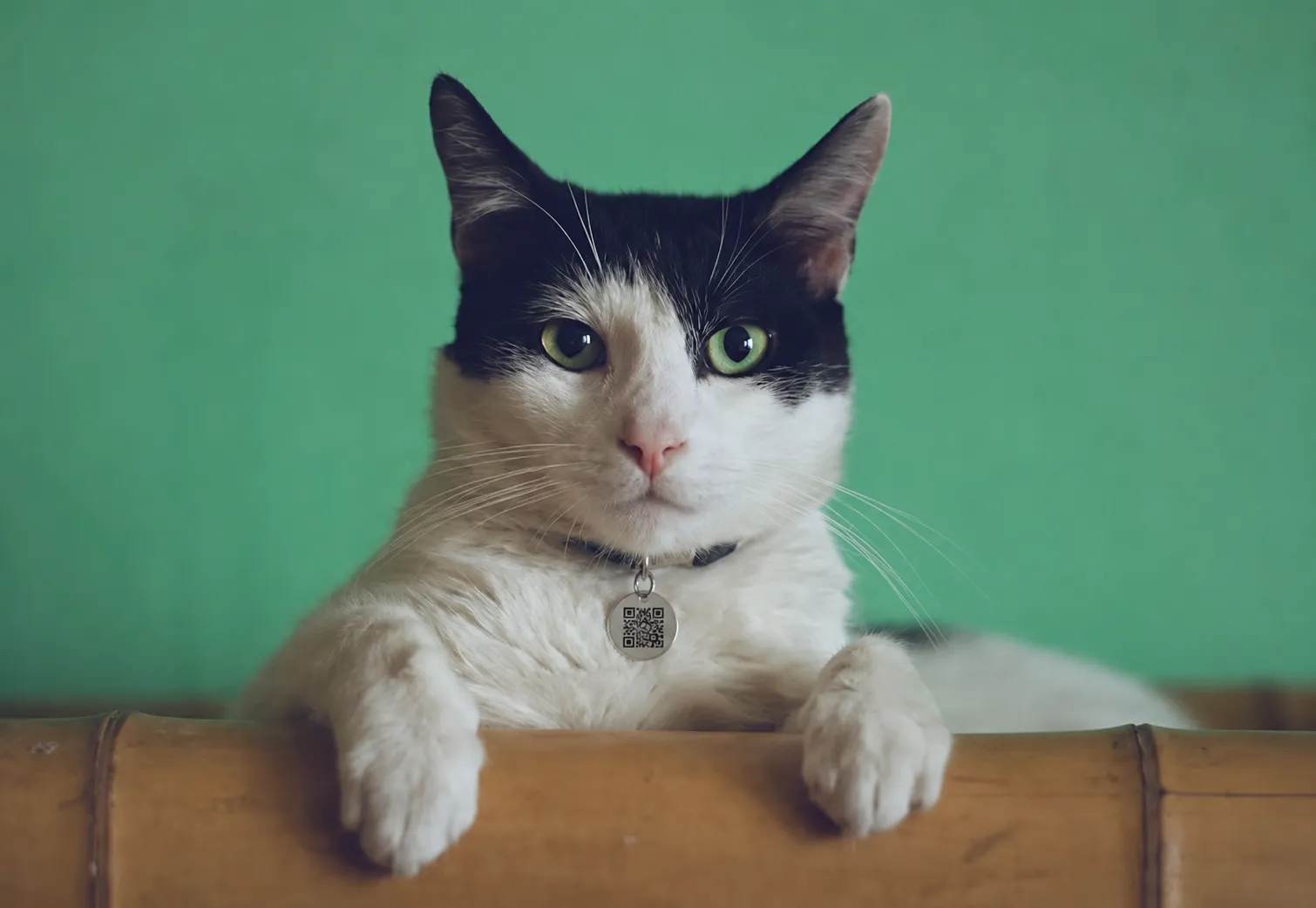 Placa QR Ligera para gato
